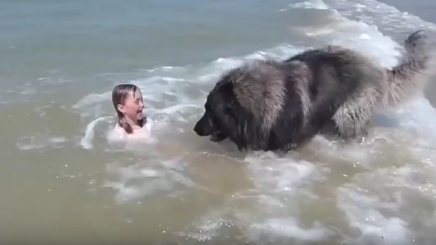 RMF Extra: Pies postanowił uratować małą dziewczynkę. To nagranie podbiło serca internautów!