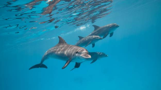 RMF Extra: Żarłacz biały płynął wprost na niego i córkę. W obronie stanęły… delfiny  