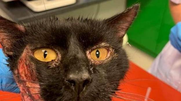 RMF Extra: Kot w makabrycznym stanie. Stowarzyszenie prosi o pomoc [DRASTYCZNE ZDJĘCIA]