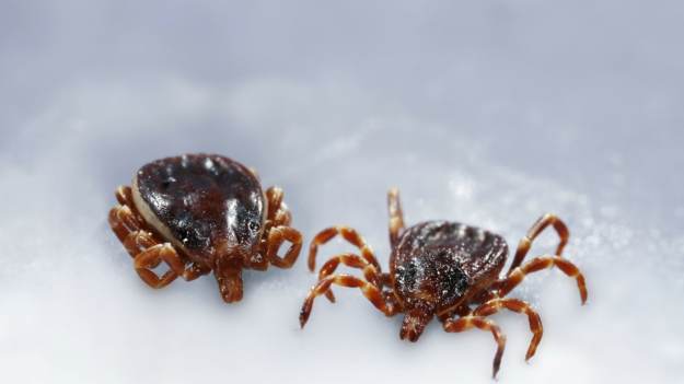 RMF Extra: „Afrykański” kleszcz wędrowny w Polsce. Czym różni się od pospolitego?  