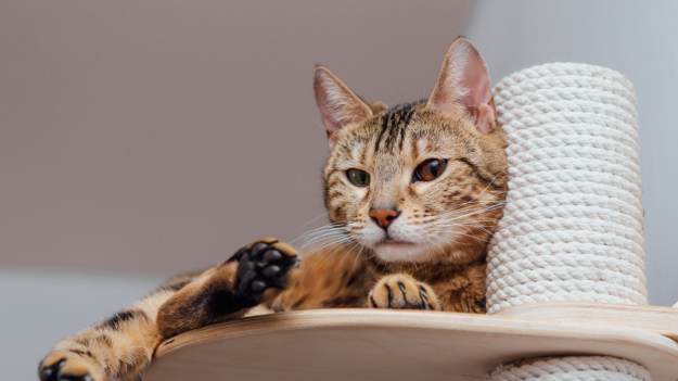 Kot zachowuje się w ten sposób? Może ukrywać..