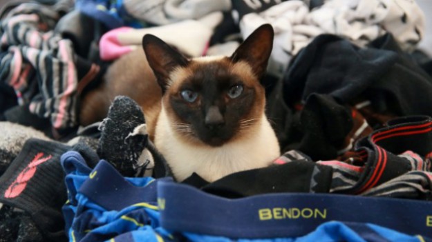 RMF Extra: Kocica-kleptomanka kradnie... męską bieliznę