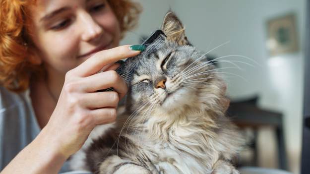 RMF Extra: Podawaj to kotu do jedzenia, a jego sierść będzie piękna i lśniąca! Ekspertka zdradza trik