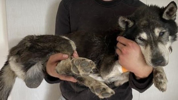 RMF Extra: Odebrany z interwencji pies walczy o życie. Zagłodziła go była sołtysowa wsi Krzyżowa