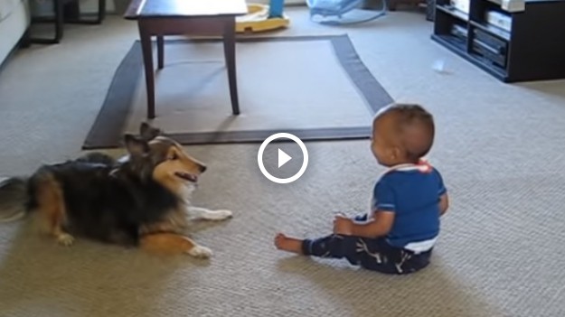 RMF Extra: Pies został sam z dzieckiem. Matka nie spodziwała się takiej reakcji zwierzaka! [WIDEO]