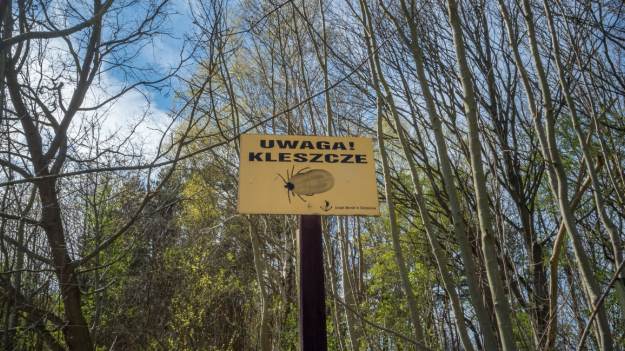 RMF Extra: Kleszcze są już aktywne! Jak się przed nimi chronić? [FOTO]