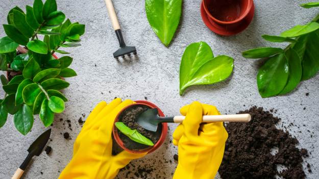 RMF Extra: Sprytny trik na darmowego zamiokulkasa! Jak rozmnożyć go z liścia?