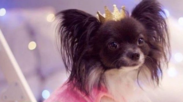 RMF Extra: W 3. części kultowego filmu "Kogel-Mogel" zagra... Shakira!