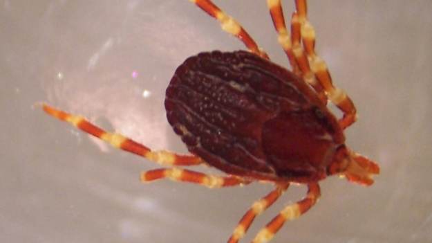 RMF Extra: Media huczą o "afrykańskim" kleszczu wędrownym. Czy naprawdę jest się czego bać? 
