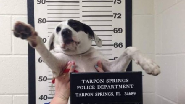 RMF Extra: Ten psiak trafił do kartoteki policyjnej! Co przeskrobał?