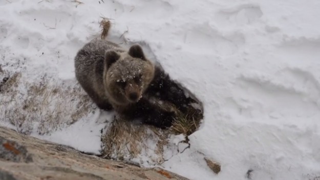 RMF Extra: Niedźwiadek przyłapany na Kasprowym Wierchu!