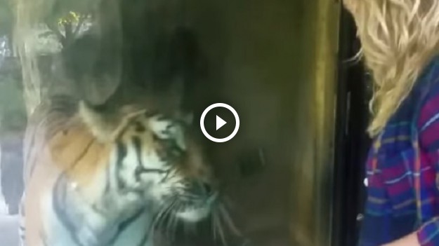 RMF Extra: Reakcja tego tygrysa na kobietę w ciąży jest przeurocza!