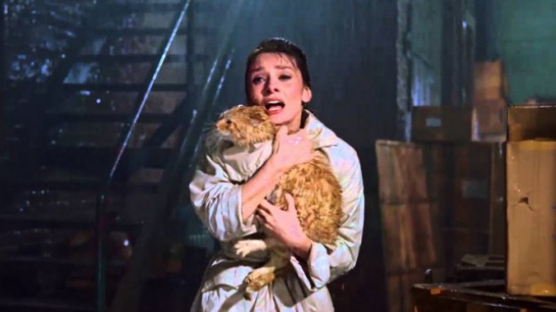 RMF Extra: Koci świat! 