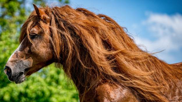 RMF Extra: Samotny koń galopował po centrum Radomia [FOTO]