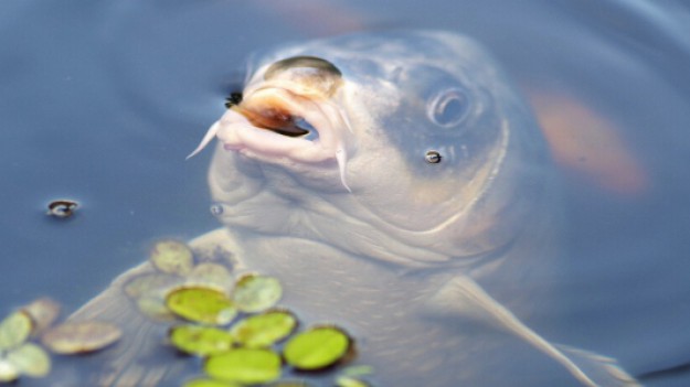 RMF Extra: Gigantyczny karp złowiony w Gosławicach. Ważył 34,4 kilograma!