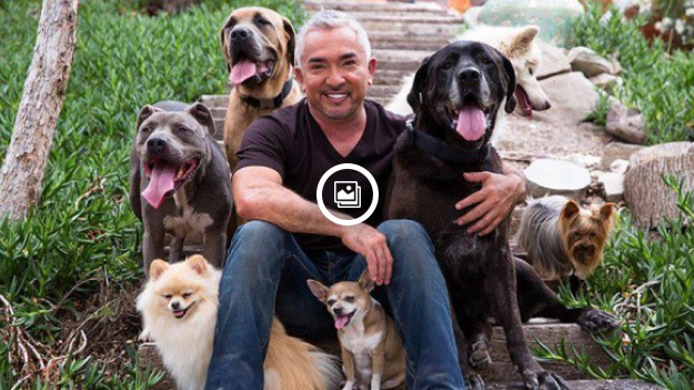 RMF Extra: Cesar Millan zaręczył się! Zobacz jego piękną wybrankę!