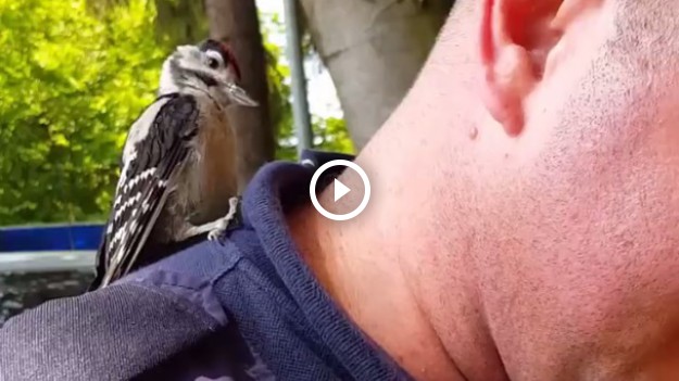 RMF Extra: Dzięcioł Wacław gwiazdą sieci. Pomylił strażnika miejskiego z drzewem! 