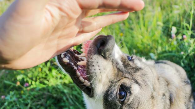 RMF Extra: 12 ras psów, które gryzą najczęściej. Numer 7 mocno cię zaskoczy