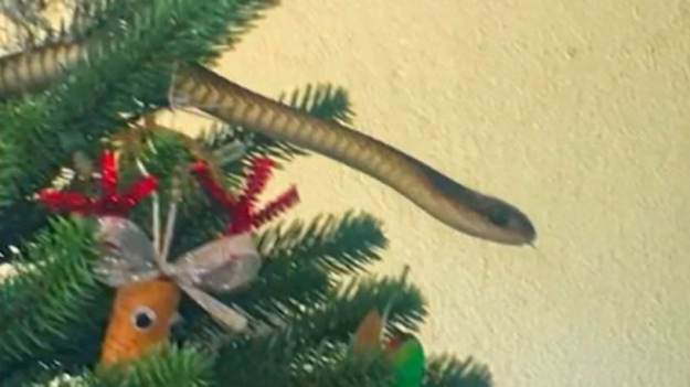 RMF Extra: Takiego łańcucha na choince się nie spodziewali! Drzewko otoczył jadowity wąż