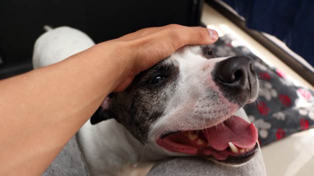 RMF Extra: Ten jeden gest wobec psa lub kota zdradza całą prawdę o twoim charakterze! Psychologia wyjaśnia