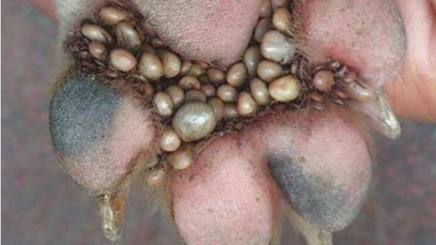 RMF Extra: Kleszcze atakują! Uważajcie na swoich czworonogów! 