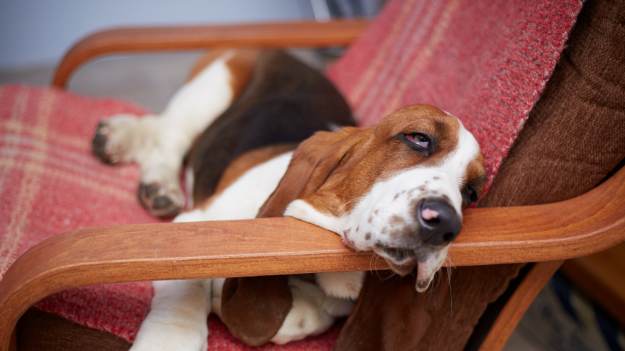 RMF Extra: 9 ras psów, które dużo śpią. Te zwierzaki uwielbiają drzemki!