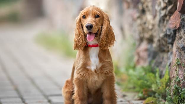 RMF Extra: Pies pana Szymona zaczyna śpiewać za każdym razem, gdy usłyszy tę piosenkę. "Ale to jest piękne. Na Eurowizję!"[WIDEO]