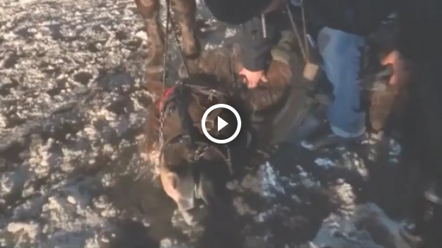 RMF Extra: Koń zmarł podczas kuligu. Poszukiwani świadkowie zdarzenia!