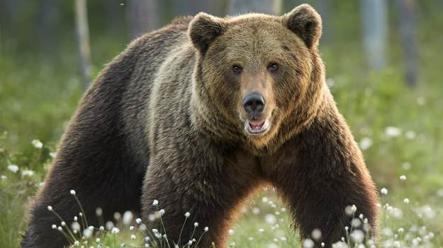 RMF Extra: Motocykliści obudzili śpiącego niedźwiedzia. Cudem uszli z życiem [WIDEO]