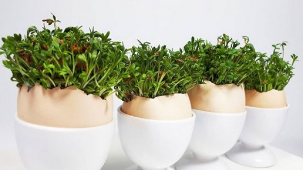 RMF Extra: Wielkanoc 2018: Czas posiać rzeżuchę! To ostatni dzwonek by wyrosła przed Wielkanocą! 