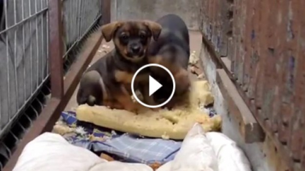 RMF Extra: Zwierzaki potrzebują domu! 