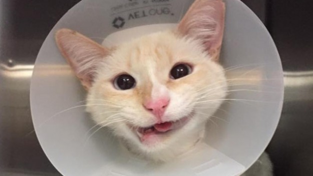 RMF Extra: Duchess: kociak z najsłodszym uśmiechem na świecie!