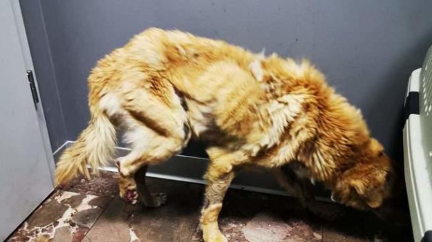 RMF Extra: Zagłodzenie, poobdzierana skóra, gwoździe w brzuchu. Drako to pies, który w swoim życiu przeszedł już wiele. Pomóżmy go uratować! 