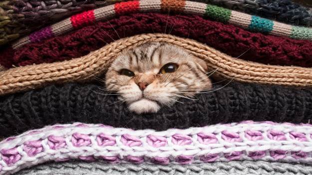 RMF Extra: Jaki właściciel, taki pies. Zabawne zdjęcia zwierząt zestawiono z ujęciami ich opiekunów [FOTO]