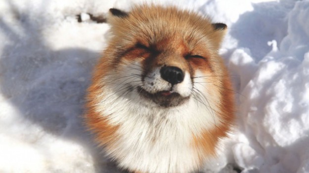 RMF Extra: Fox Village w Japonii: Tutaj rządzą tylko lisy!