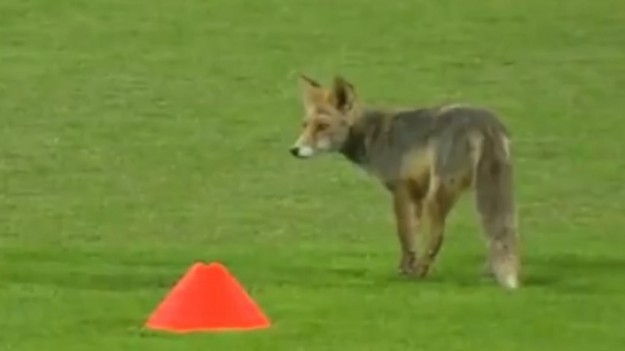 RMF Extra: Nowy zawodnik reprezentacji Polski w piłce nożne? Na treningu pojawił się... lis!