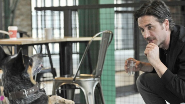 RMF Extra: Marcin Dorociński przeciwko podwyżce VAT na leki weterynaryjne. Jego apel okazał się skuteczny!