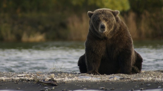 RMF Extra: Bieszczadzkie niedźwiedzie zakończyły zimową drzemkę