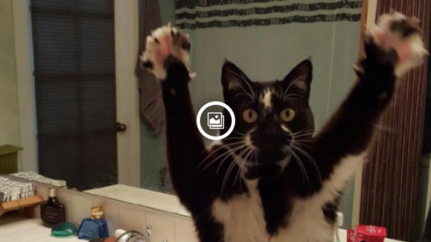 RMF Extra: O co chodzi temu kotu? 