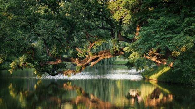 RMF Extra: Cała Polska trzyma kciuki za Krzywe Drzewo z Szydłowca. Dziś ostatni dzień głosowania na Europejskie Drzewo Roku 2026