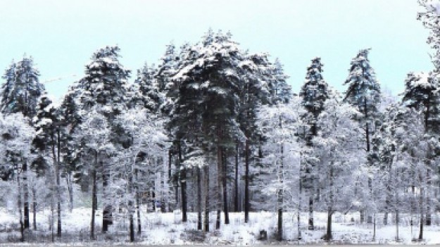 RMF Extra: Wiemy, dlaczego nie ma śniegu w Polsce! Ten powód was zaskoczy!