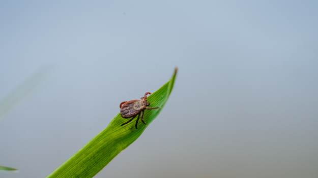RMF Extra: Zaczęły żerować szybciej. Oto jak ochronić się przed kleszczami  