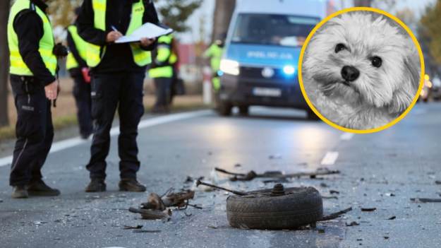 RMF Extra: Maltańczyk Henio nie żyje. Szukały go tysiące Polaków