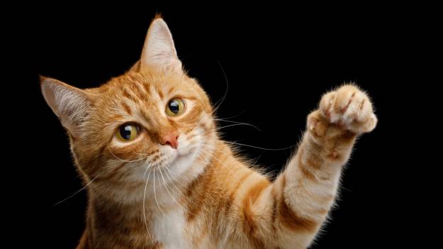 RMF Extra: Ten kot zdobył fanów na całym świecie. Wszystko przez to, że wszedł do sklepu 