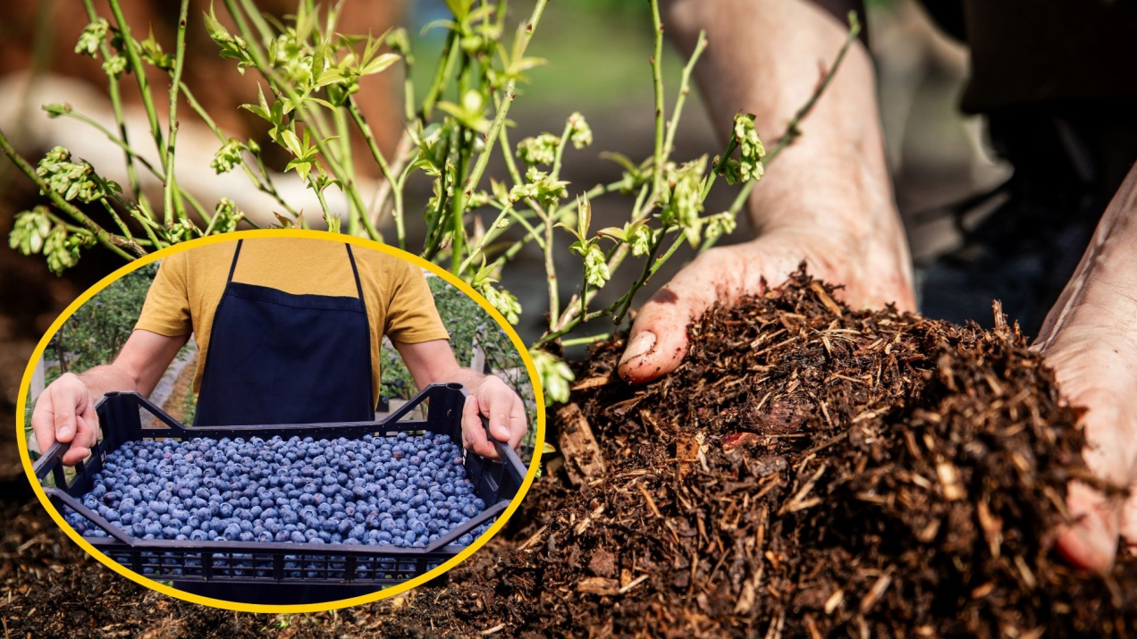 Podlej tym krzew borówki w marcu. Będą miały mnóstwo dużych owoców