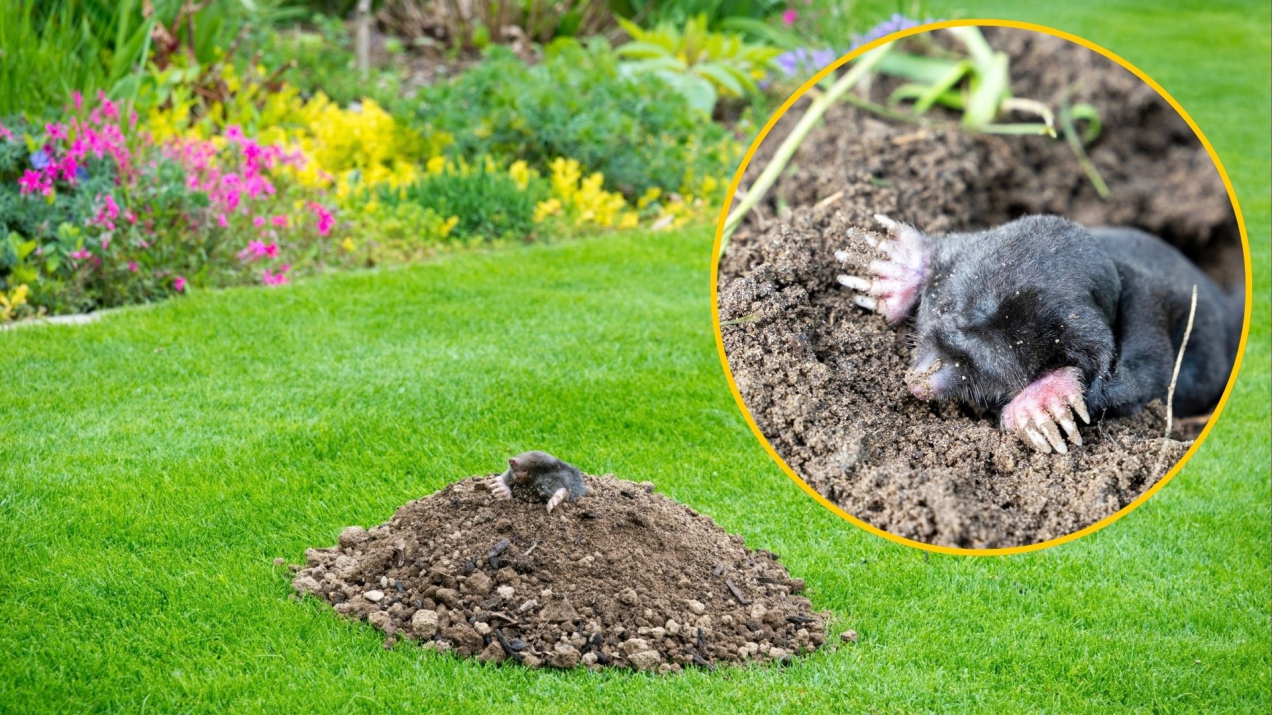 Nieświadomie zapraszasz krety do swojego ogrodu! Wystarczy, iż masz tam te 3 rzeczy