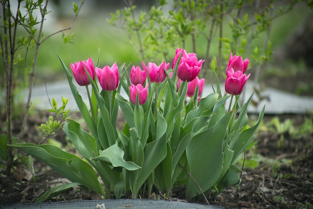 5 powodów, dlaczego twoje tulipany nie kwitną. Oto co zrobiłeś źle!