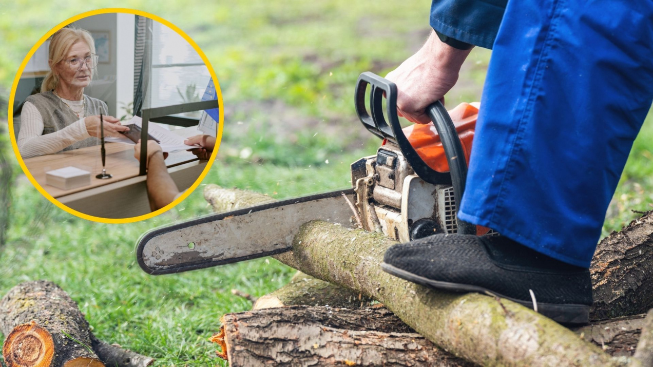 Oto lista drzew, które można wyciąć bez zgłoszenia. W innych przypadkach grozi wysoka kara pieniężna