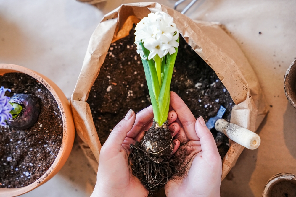 Co zrobić z przekwitającym hiacyntem? Wiem, jak dać mu drugie życie