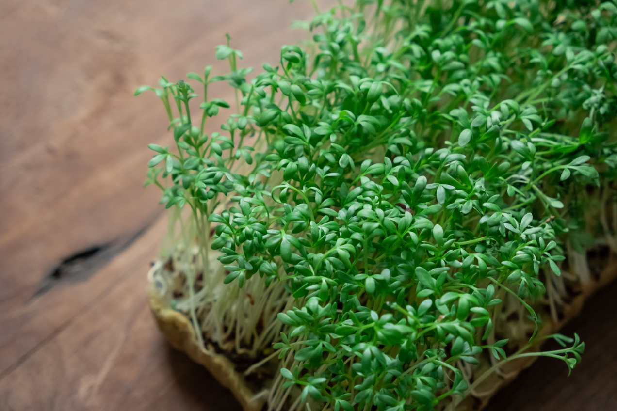 Nie wyrzucaj rzeżuchy po Wielkanocy! Te przepisy to prawdziwy hit